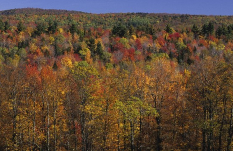 Fall colors at Highridge Condominiums.