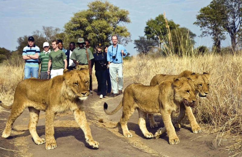 Safari at Kaazmein Lodge & Resort.