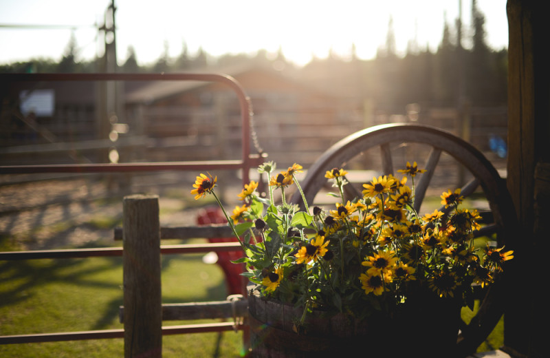 Flowers at Falcon Beach Ranch.