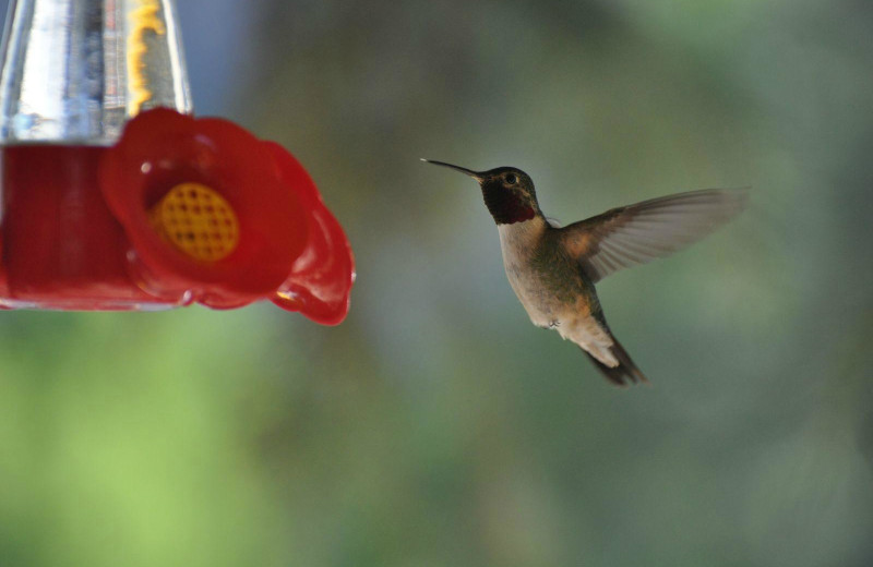 Hummingbird at Box Canyon Lodge & Hot Springs.