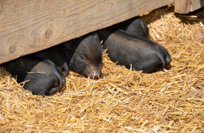 Baby Pigs at Horseshoe Canyon Ranch