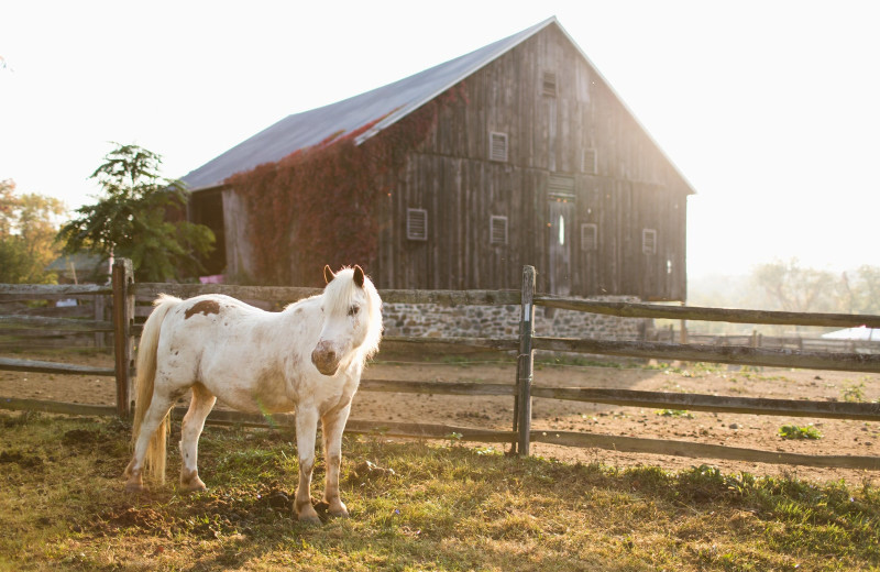 Horse at Battlefield Bed & Breakfast.