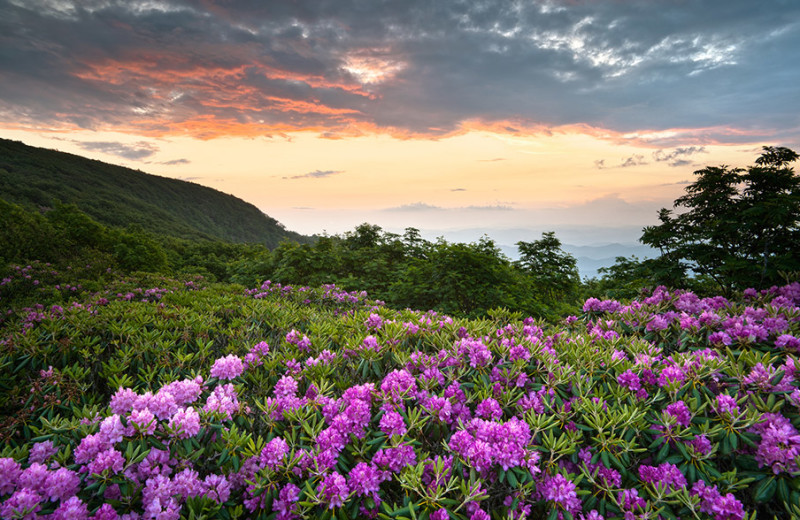 Mountain flowers at Timber Frame Rentals.
