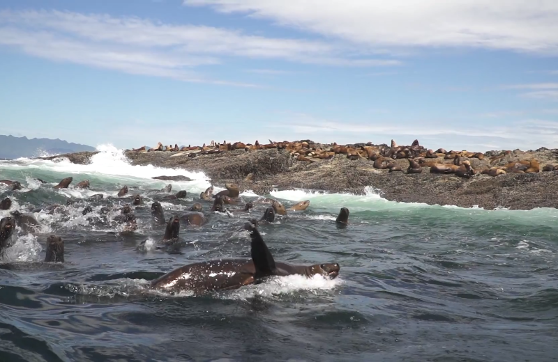 Seals at Walters Cove Resort.