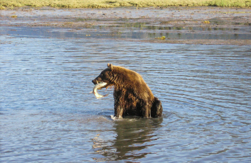 Bear with fish at Great Alaska Adventure Lodge.