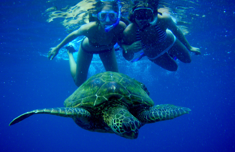 Snorkeling at Lumeria Maui.