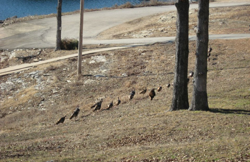 Turkeys at Artilla Cove Resort.