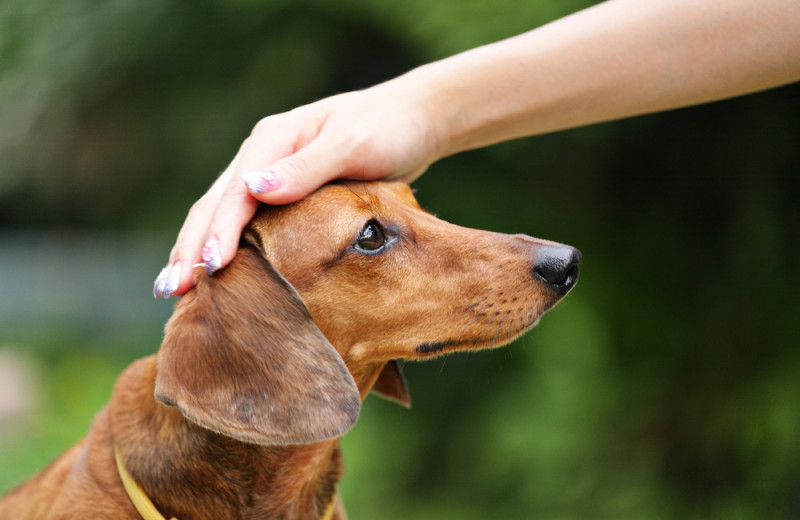Pets welcome at La Conner Country Inn.