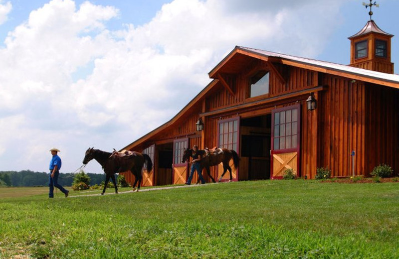 Horses near Highland Rim Retreats.