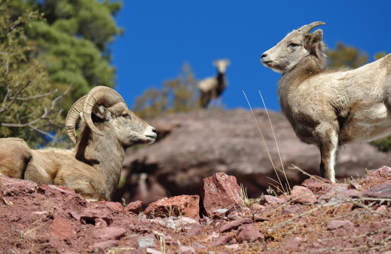 Sheep at Box Canyon Lodge & Hot Springs.