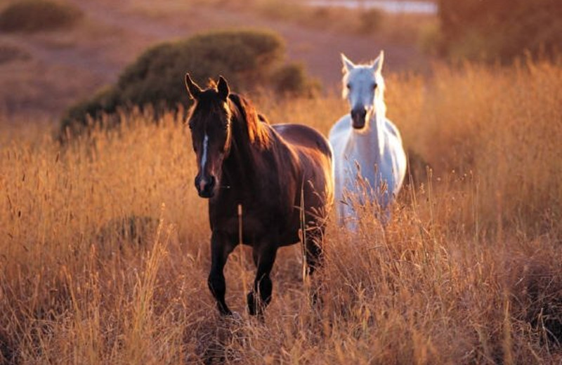 Horses at Sugar & Spice Ranch