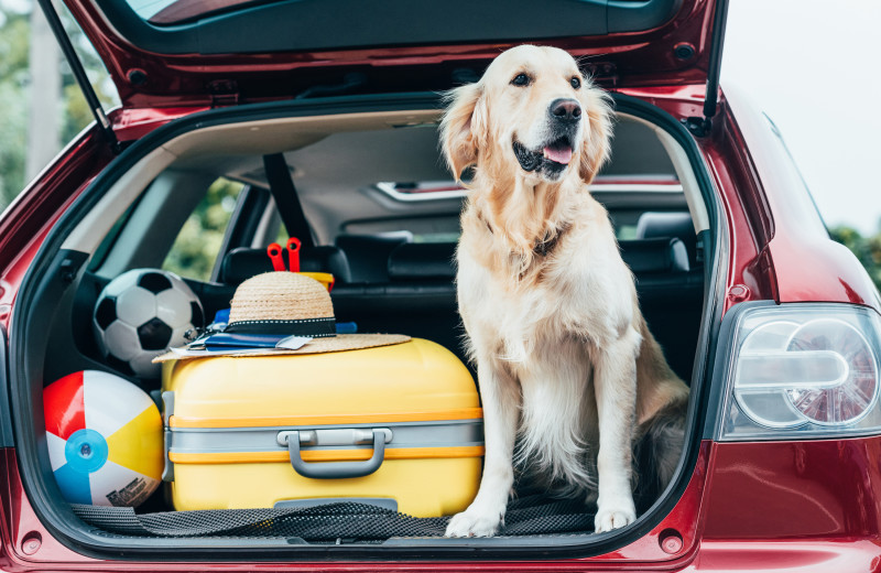 Pets welcome at Lakeway Resort and Spa.