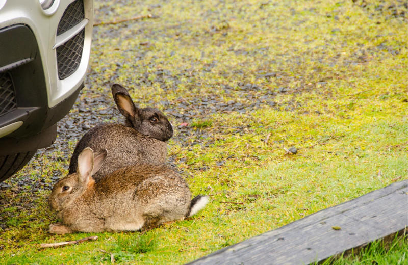 Bunnies at Cannon Beach Ecola Creek Lodge.
