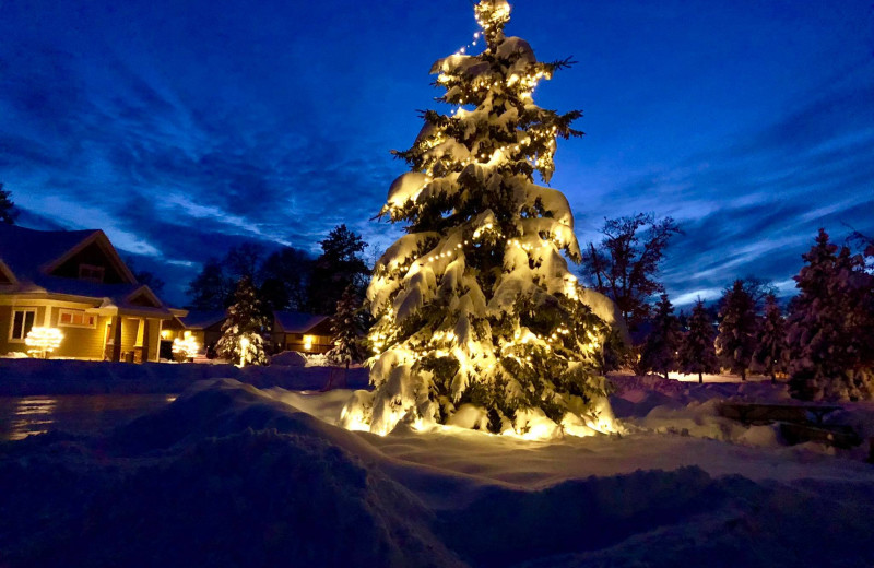 Light up tree at Kavanaugh's Sylvan Lake Resort.