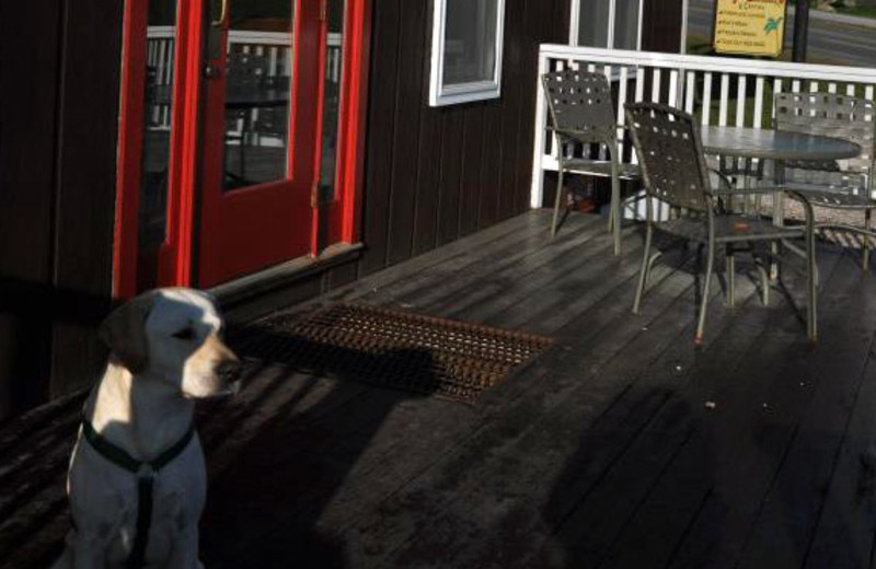 Resident dog at Chalet Killington.