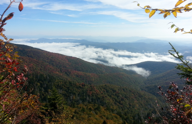 View from cabin at Greybeard Rentals.