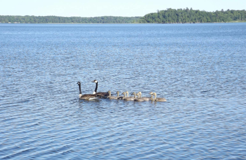 Geese at Driftwood Resort.