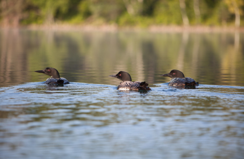 Boot lake is perfect for bird watching and is relatively undeveloped, with extremely clear water. 