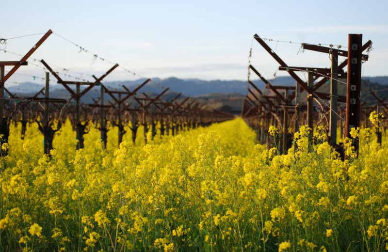 Vineyard at Casa Lana Bed & Breakfast.