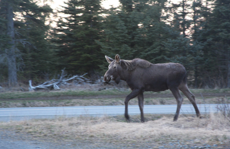 Moose at Sleepy Bear Cabins.