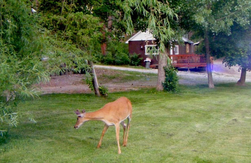 Deer at Silver Beach Resort.
