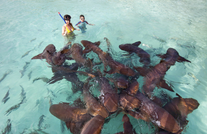 Swimming with sharks near Club Peace and Plenty.