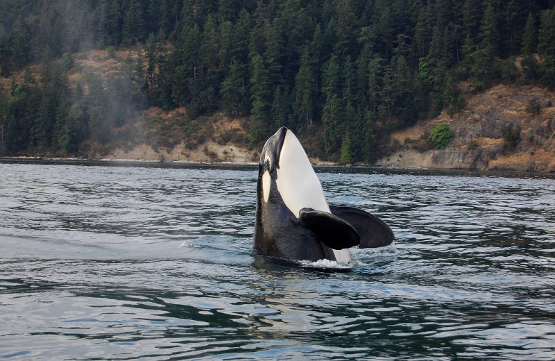 Killer whale at Sooke Harbour Resort & Marina.