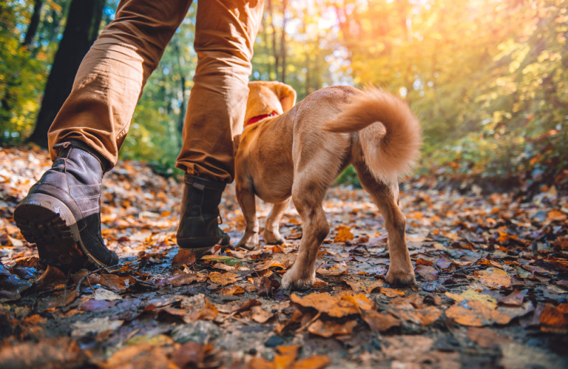 Pets welcome at Asheville Connections.