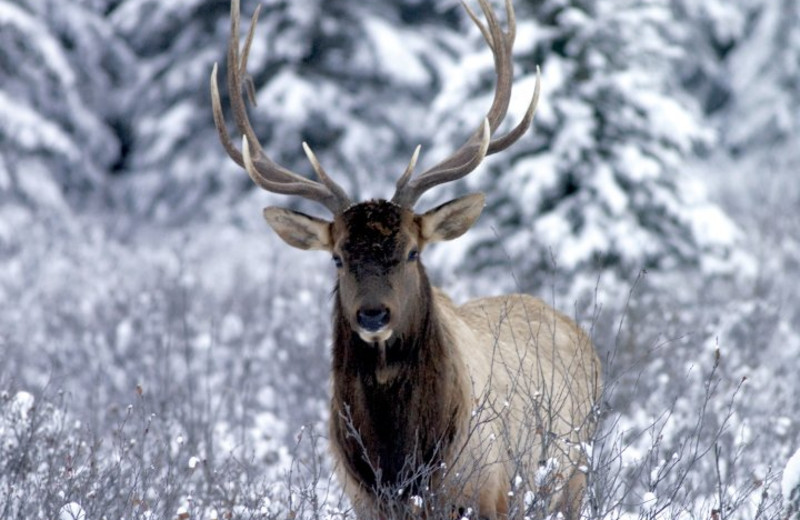 Wildlife at Douglas Fir Resort & Chalets.