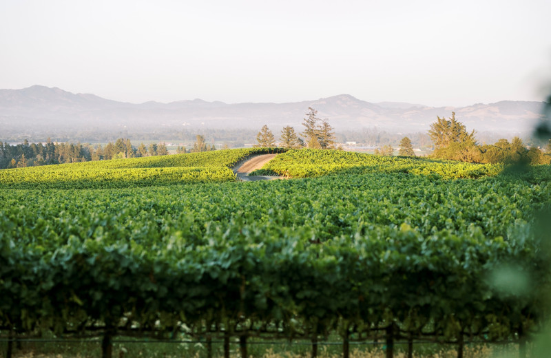 Vineyard at Vine Hill House.