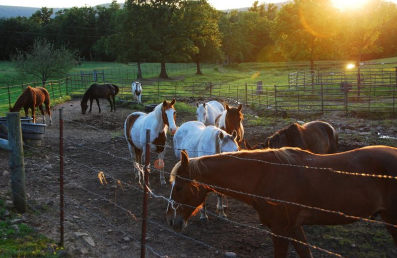 Horses at the ranch at Rockin Z Ranch.