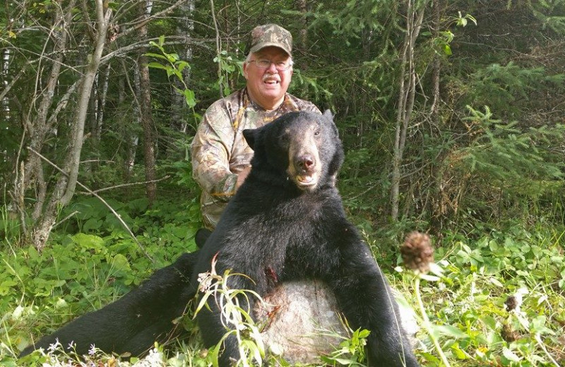 Bear hunting at Cliff Lake Resorts.