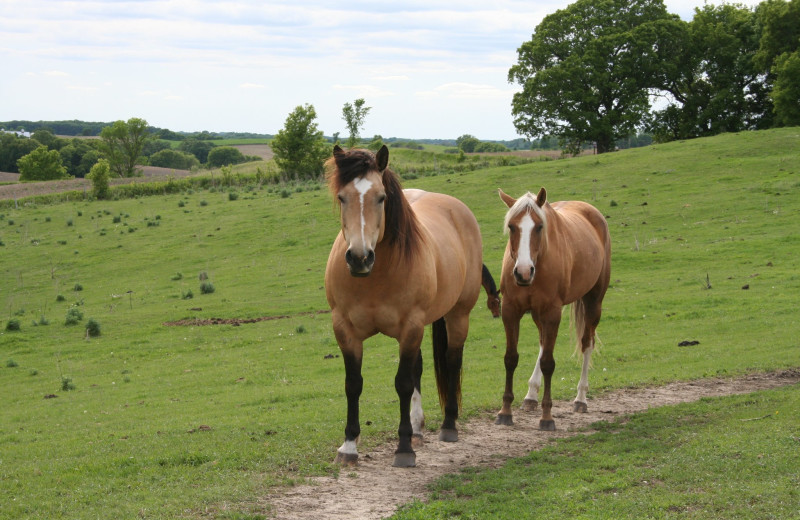 Horses at Silver Sage Guest Ranch.