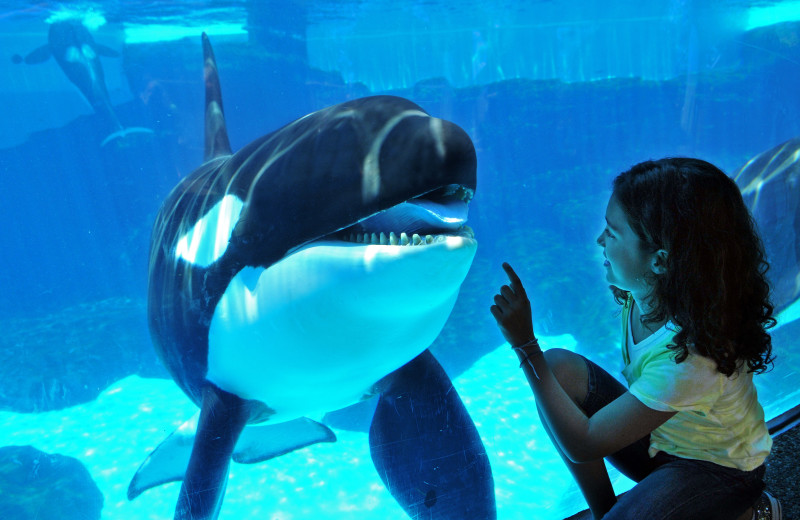 Sea World near Town and Country Resort & Convention Center.