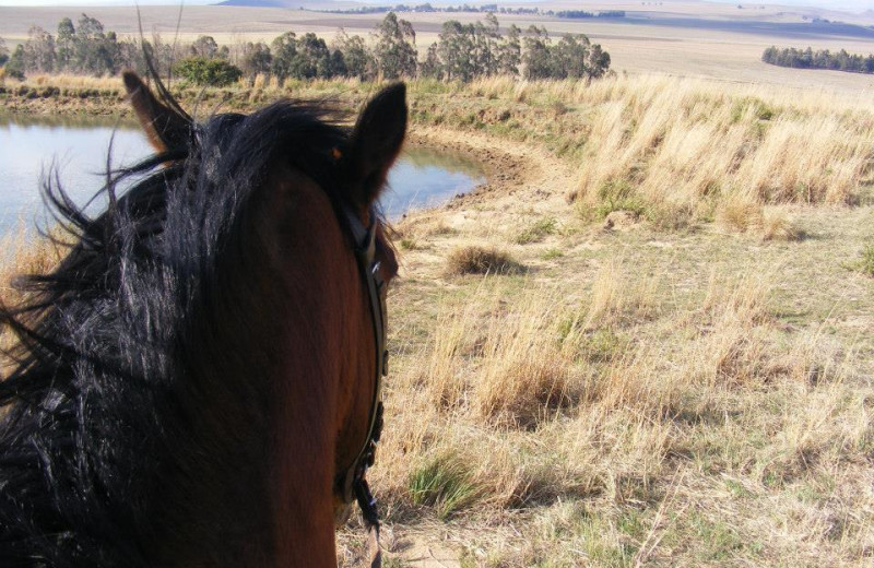 Horseback riding at Mount Everest Guest Farm.