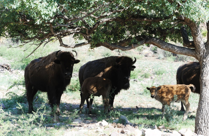 Bison at Cibolo Creek Ranch.