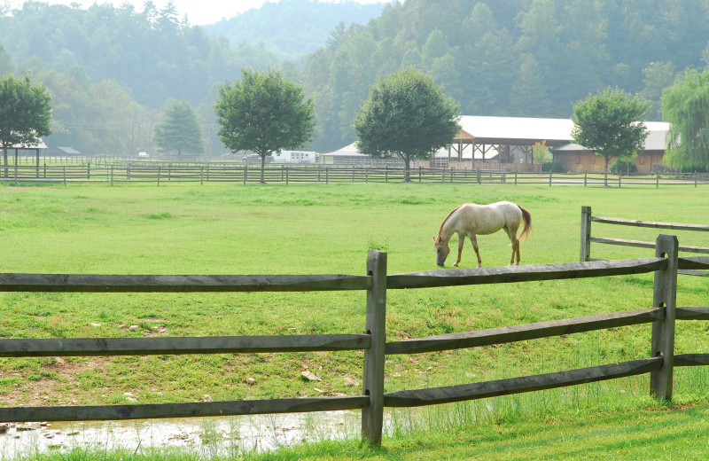 Horse on pasture at Leatherwood Mountains Resort.