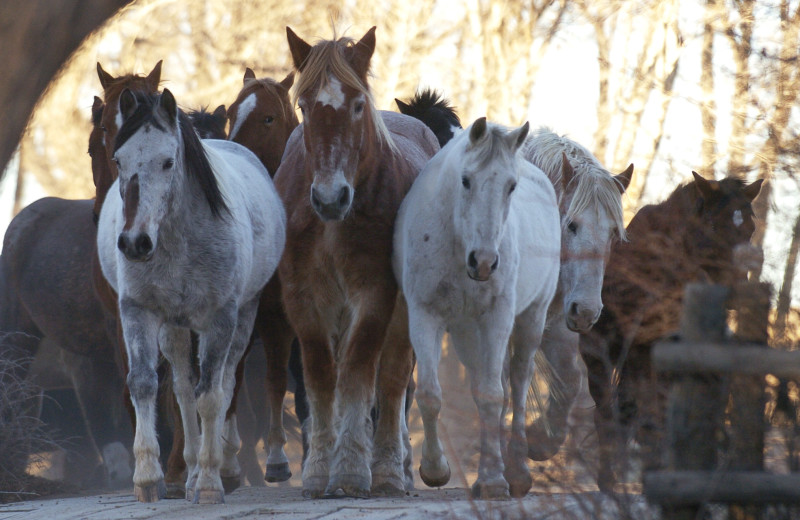 Horses at Vee Bar Guest Ranch.