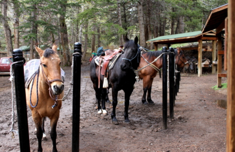 Stables at Bill Cody Ranch