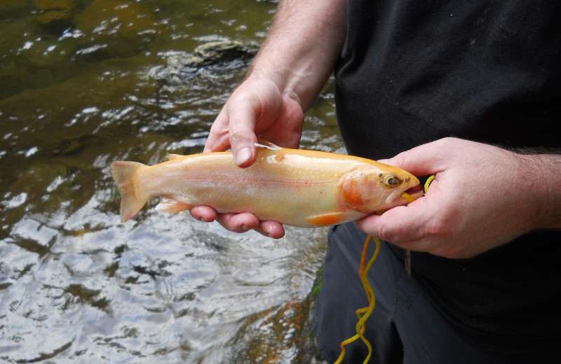 Golden trout at Yogi in the Smokies.