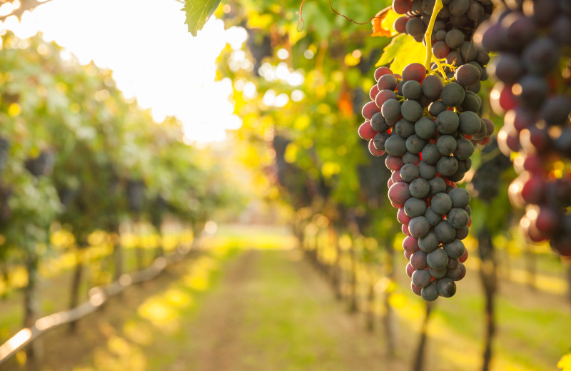Wineries near Holiday Inn Express