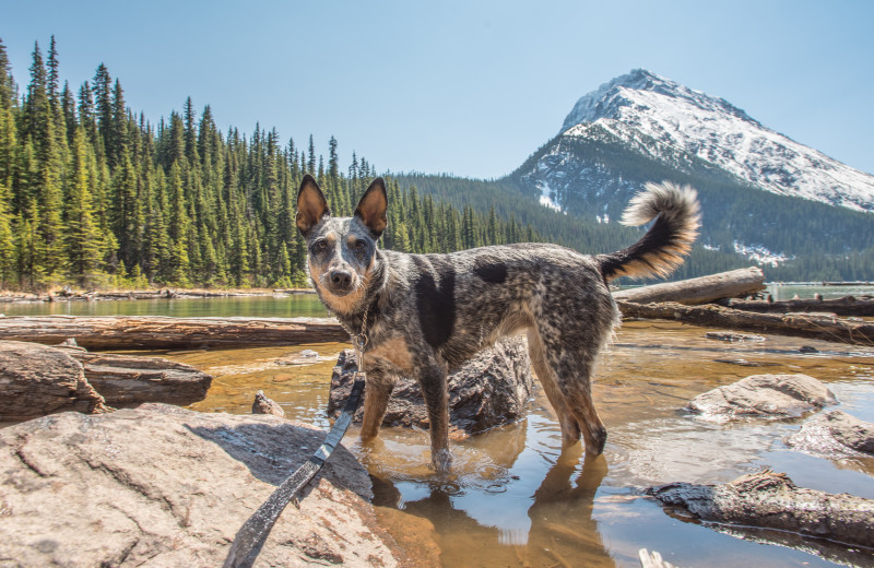 Pets welcome at Overlander Mountain Lodge.