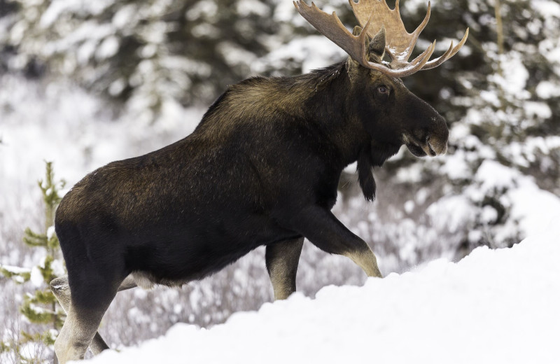 Moose at Silv'ry Moon Lodge.