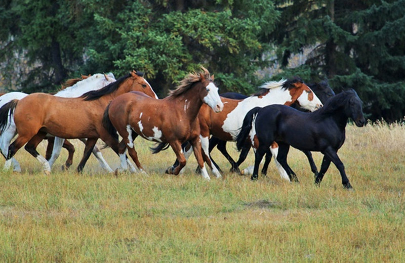 Horses running at YD Guest Ranch.