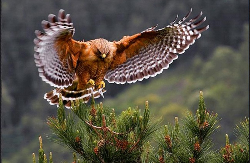 Bird watching at Twin Elm Ranch.