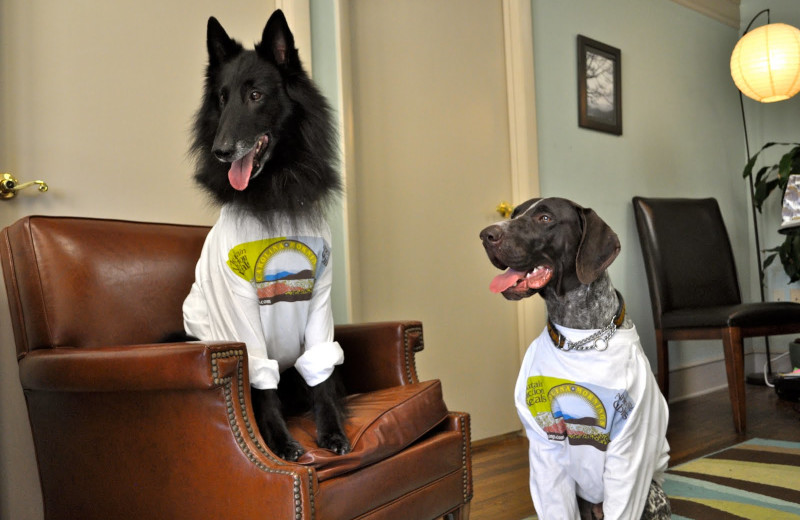 Pets welcome at Carolina Mornings.