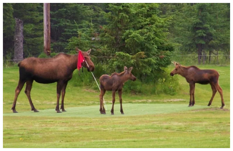 Moose at Sleepy Bear Cabins.