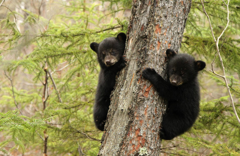 Black bear at Lodge of Whispering Pines.