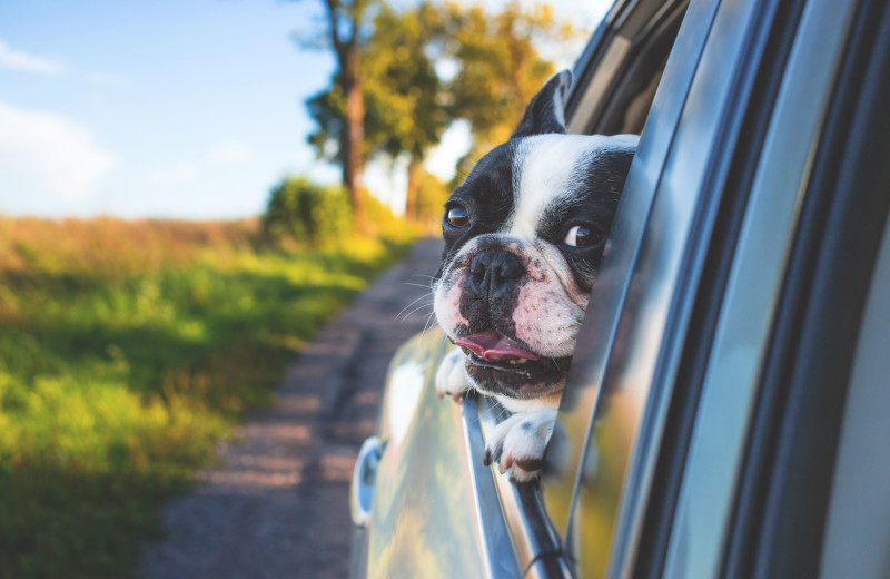 Pets welcome at MacArthur Place.