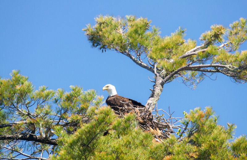 Eagle at Dogtooth Lake Resort.